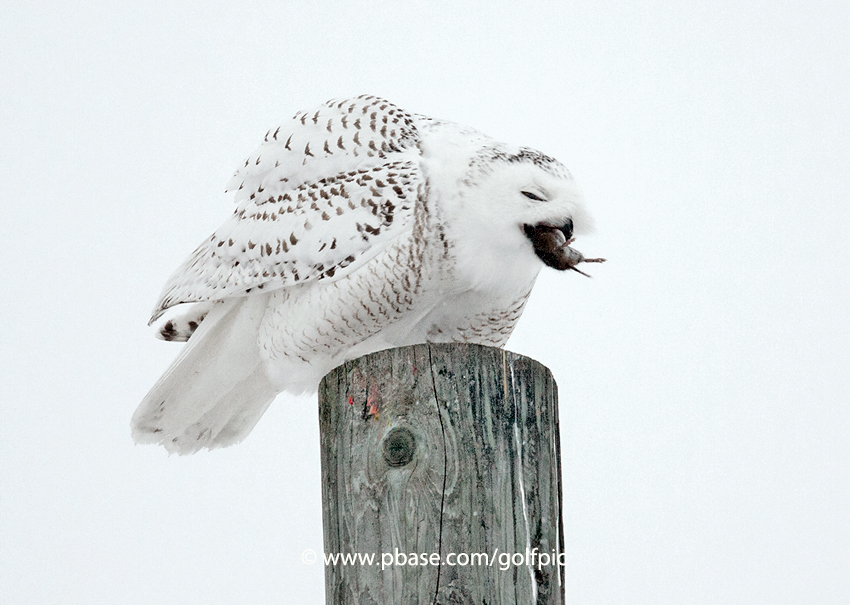 Snowy Owl with vole