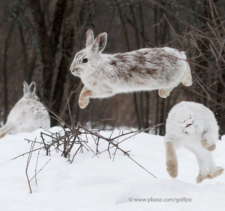 Leaping hares