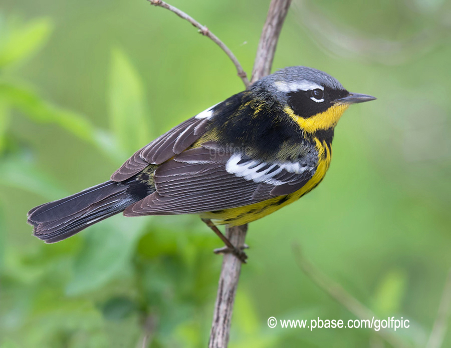 Magnolia Warbler