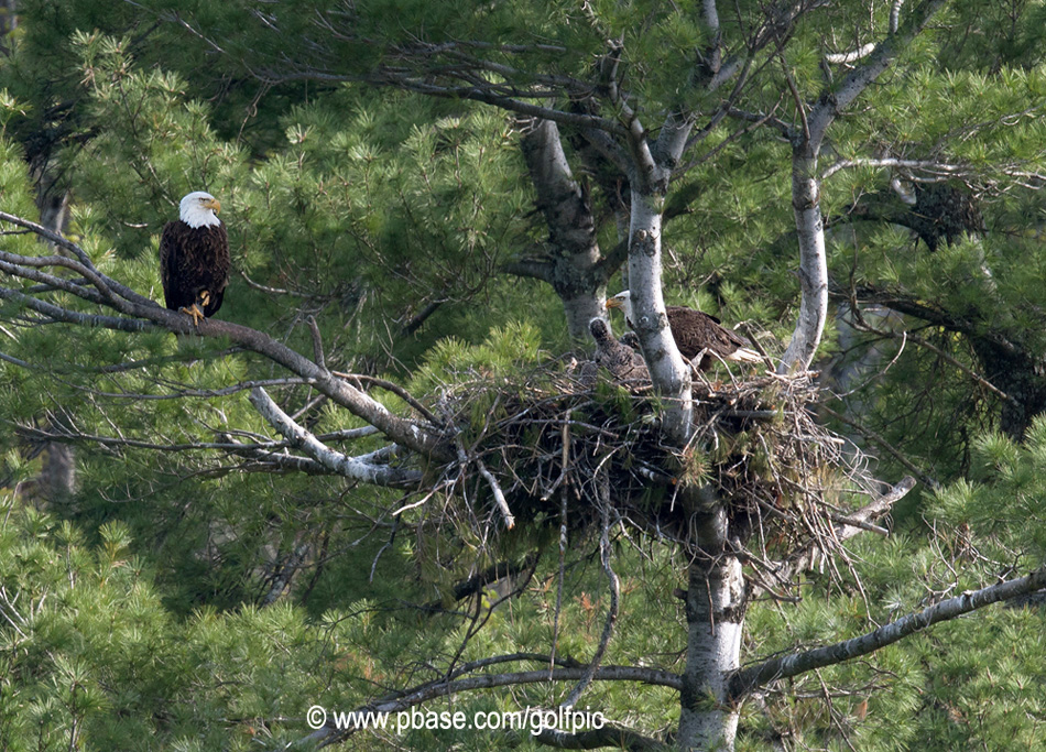 Bald Eagles at the nest