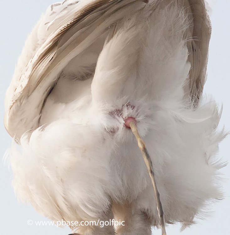 Summer Snowy Owl (cloaca live streaming)