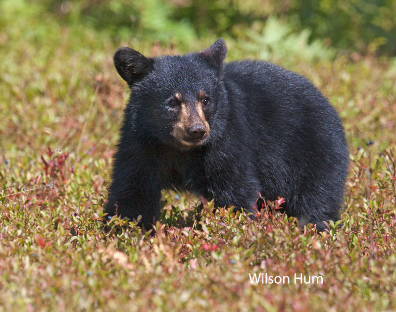 Bear cub in blueberry field (blueberry fields forever)