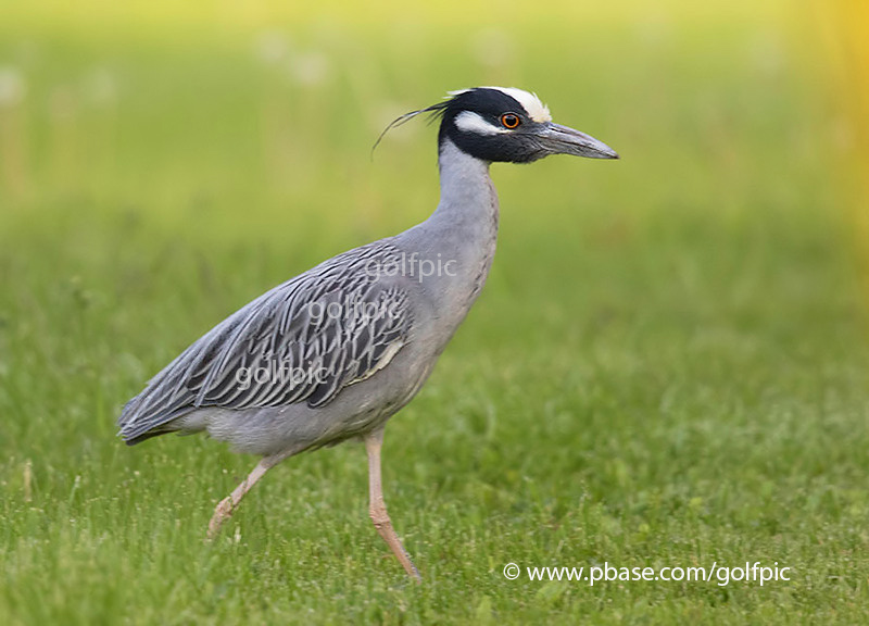 Yellow-crowned Night Heron