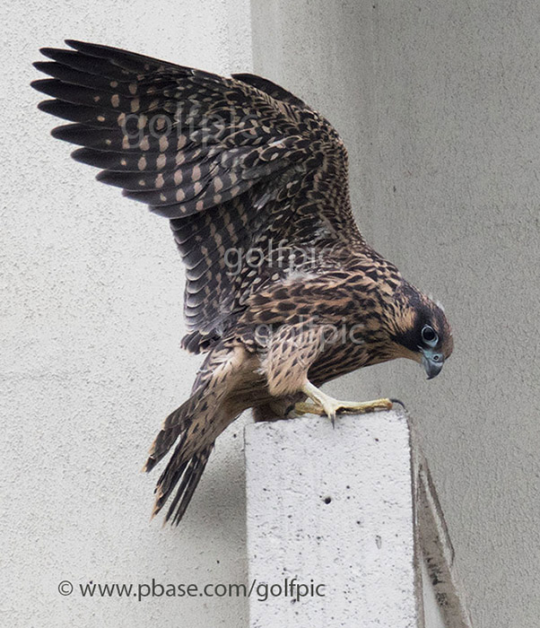 Peregrine falcon juvenile