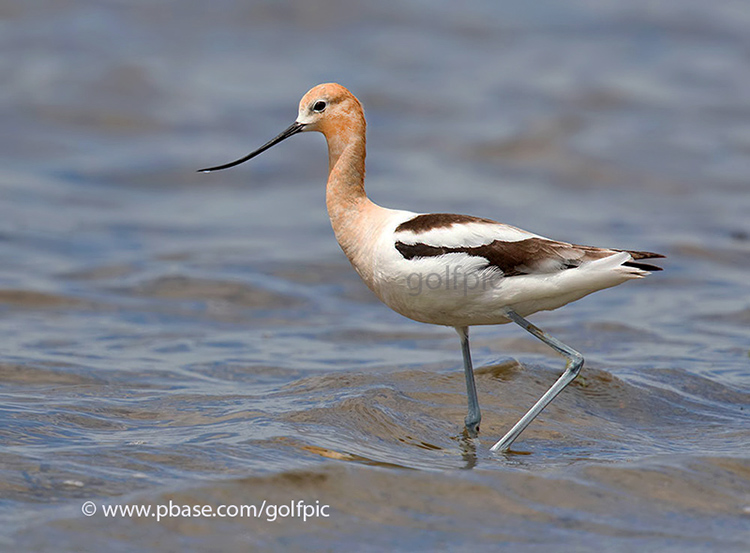 American Avocet