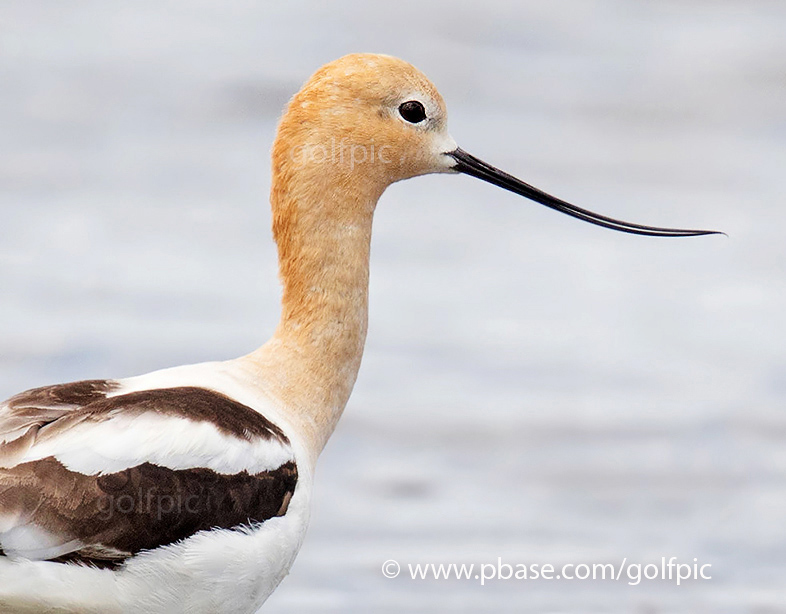 American Avocet