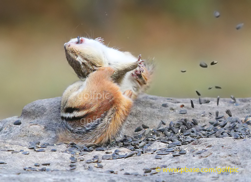 When two chipmunks collide. 