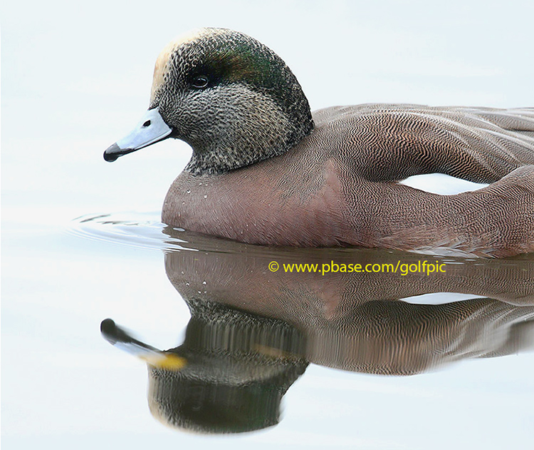 American Wigeon