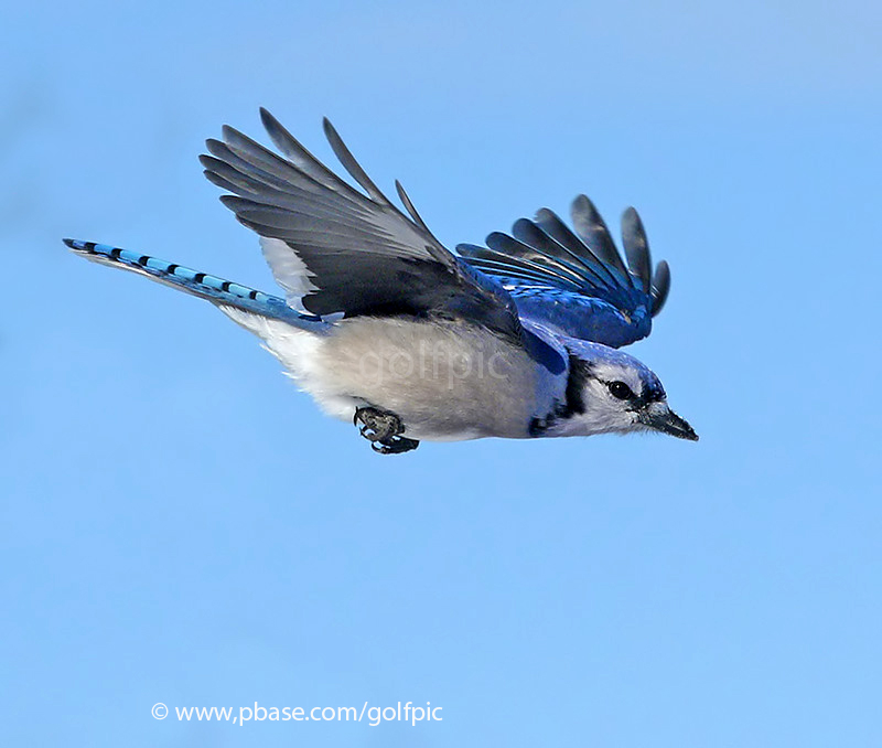 Bluejay in flight