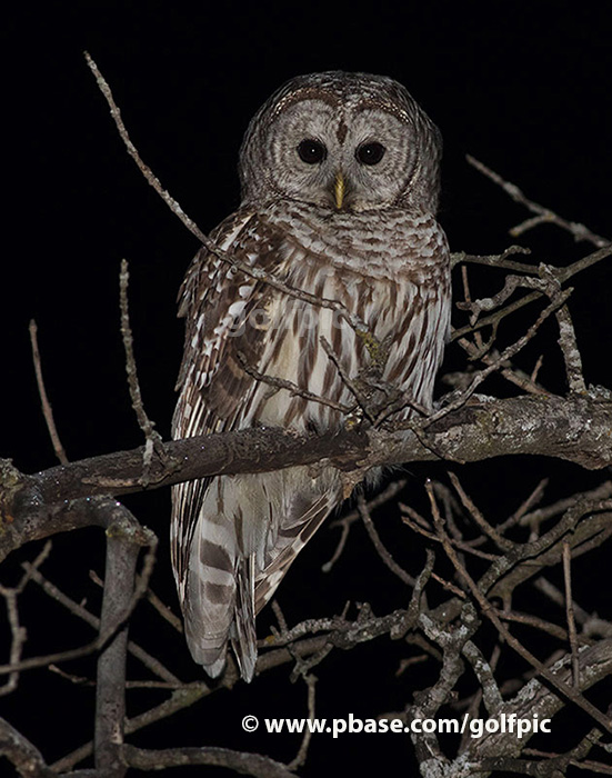 Barred Owl