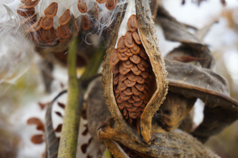 Milkweed