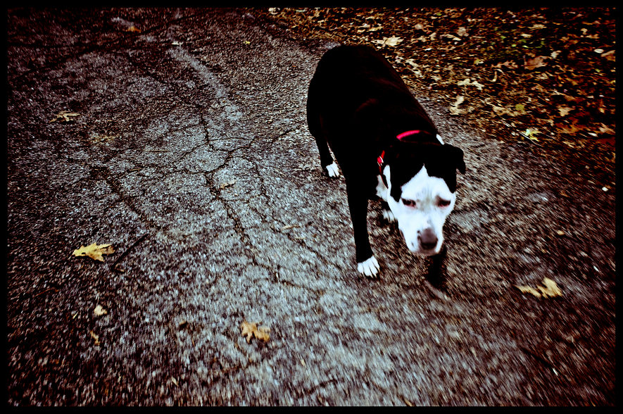Redcollardog Bare Cove