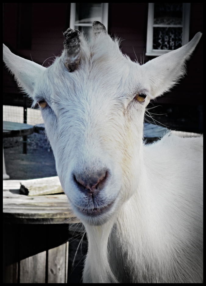 Goat at Great Brook Farm SP