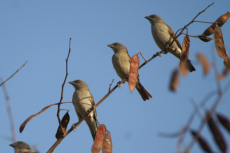 09237 - Northern Grey-headed Sparrow - Passer griseus