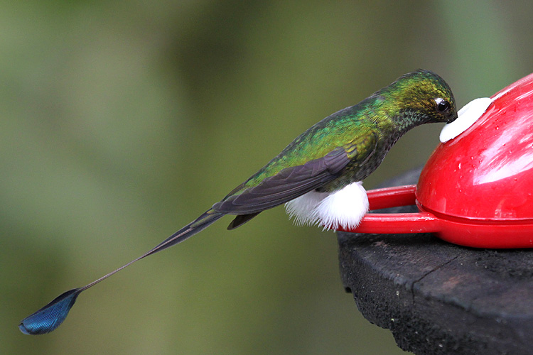 Booted Rackettail