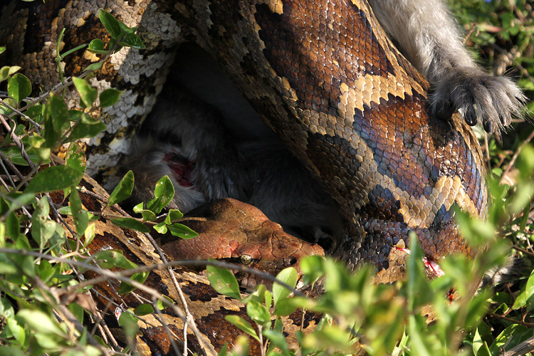 Indian Python