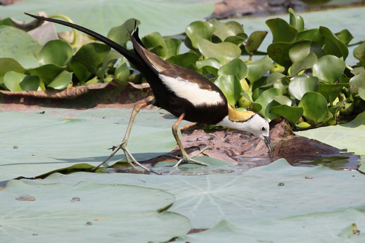 Pheasant-tailed Jacana