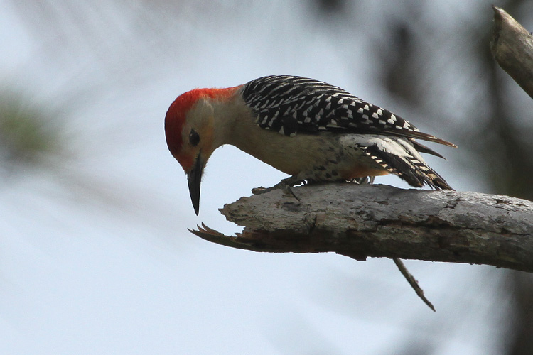 Red-bellied Woodpecker