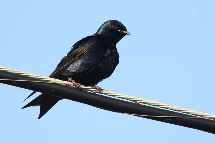 07238 - Purple Martin - Progne subis