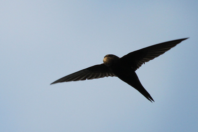 Common Swift