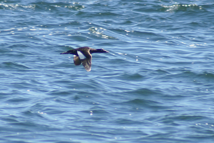 00215 - White-winged Scoter - Melanitta deglandi