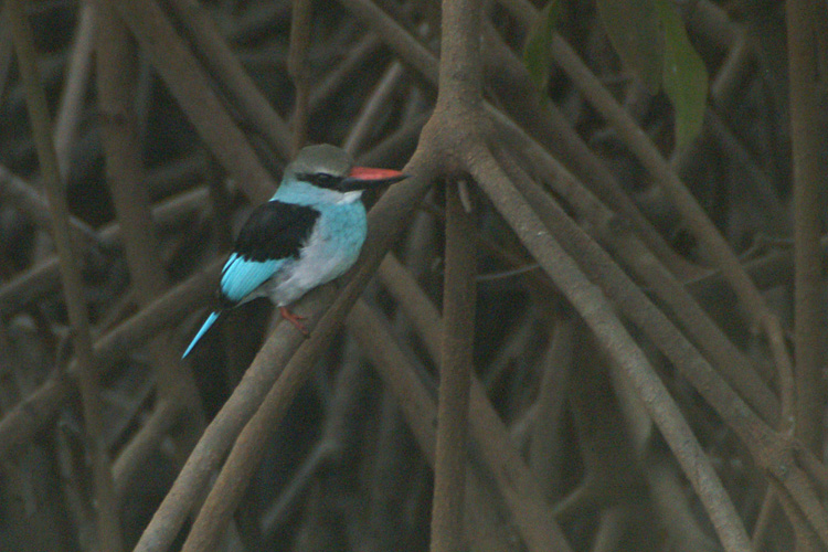 03251 - Woodland Kingfisher - Halcyon senegalensis