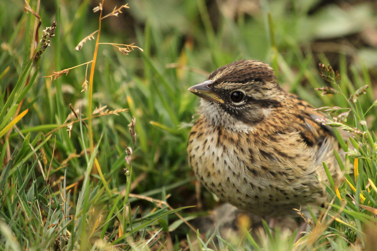 Rufous-collared Sparrow