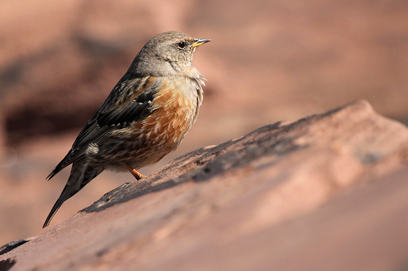 Alpine Accentor