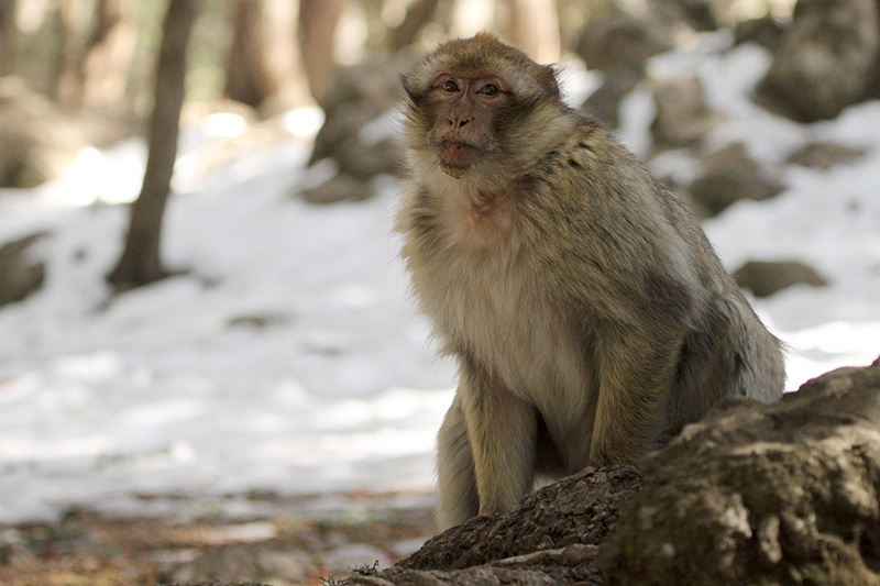 Barbary Macaque