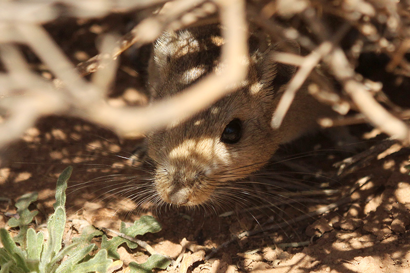 Gerbil spec.