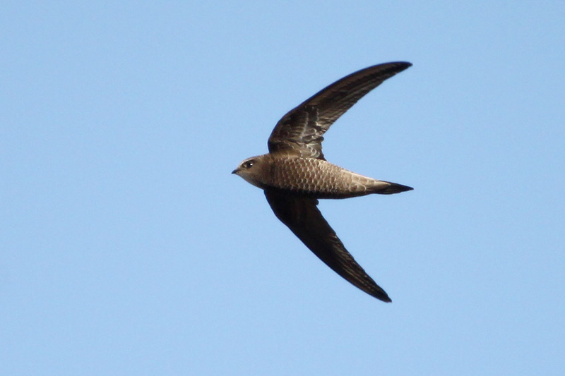 Pallid Swift