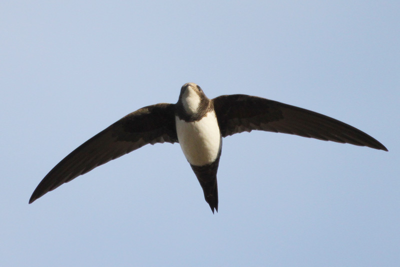 Alpine Swift