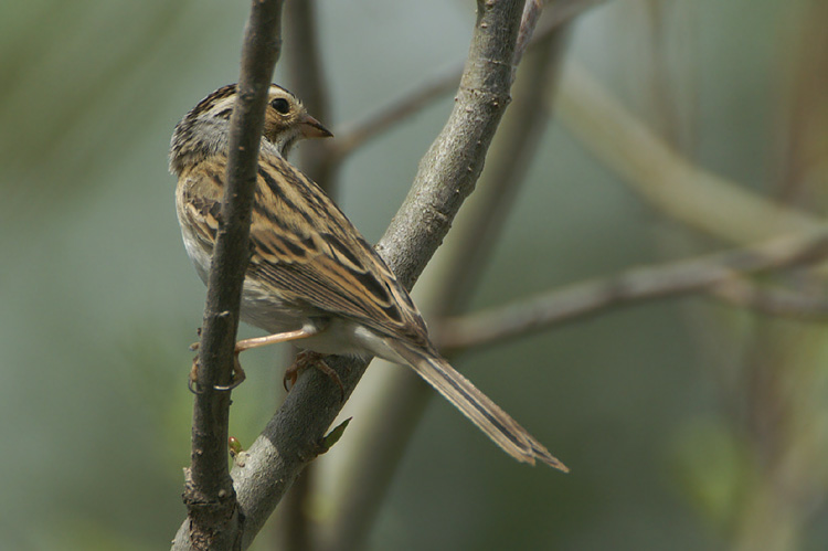 Clay-colored Sparrow