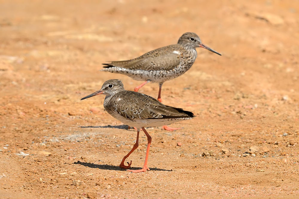 Tringa totanus - Rdecenogi martinec - Redshank