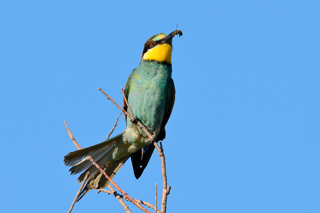 Merops apiaster - Cebelar - Bee eater