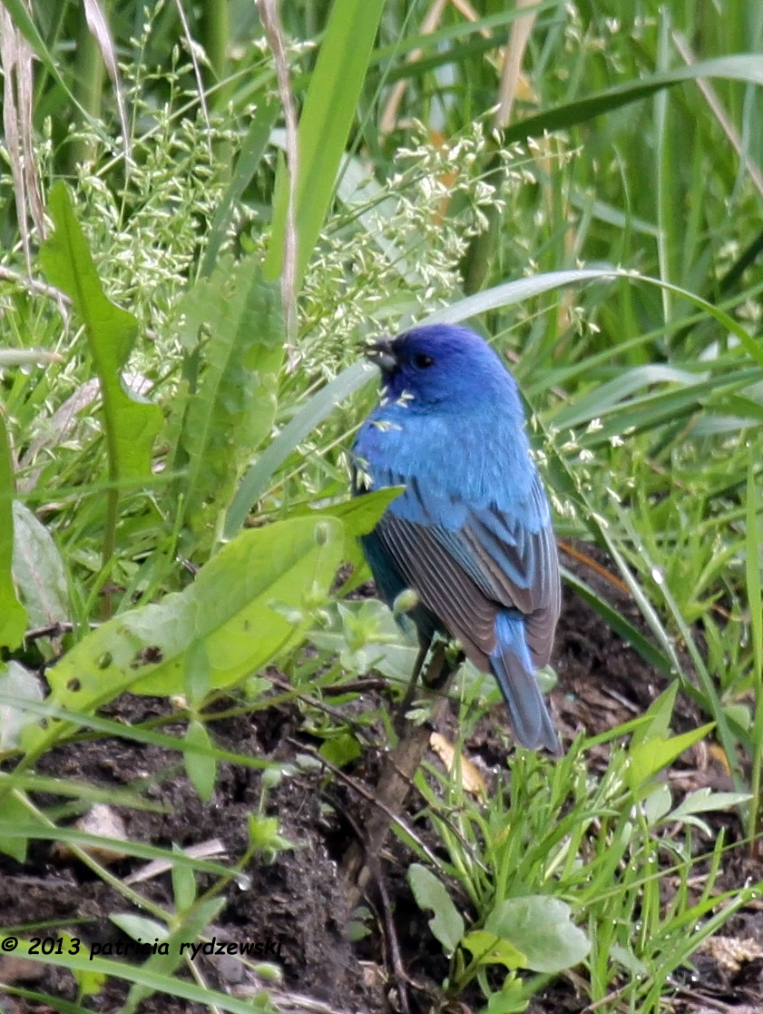 Indigo Bunting IMG_8503.jpg