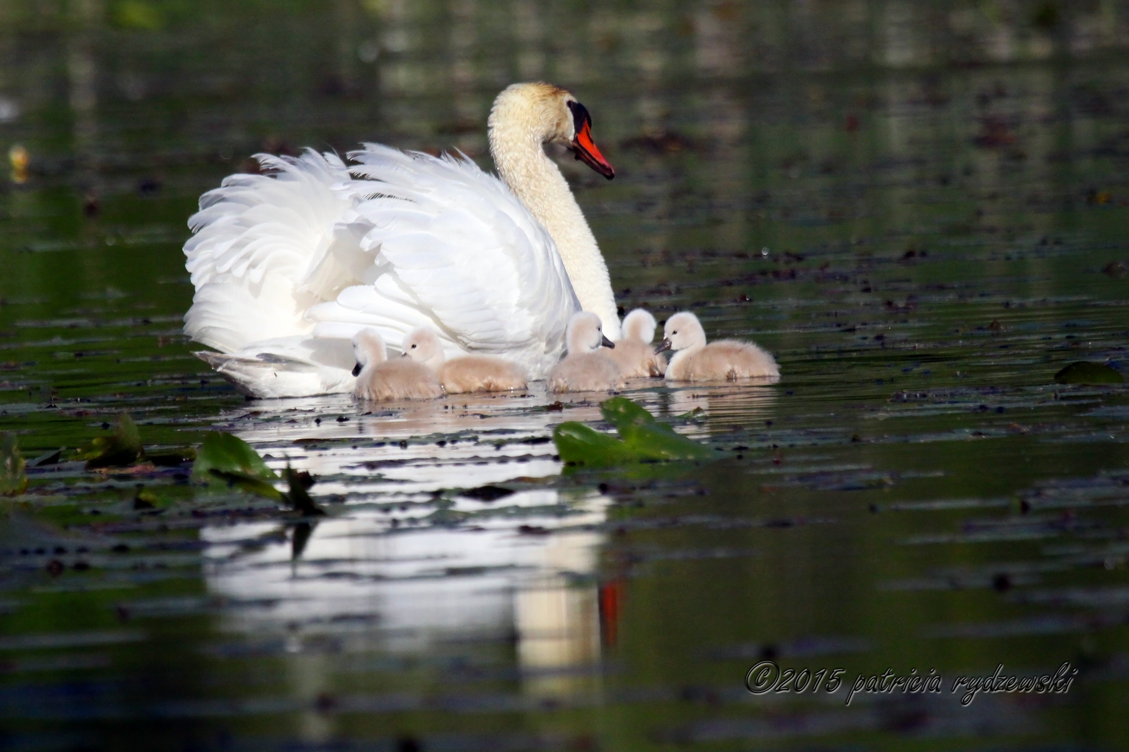 Mom and Cygnets IMG_9225.jpg