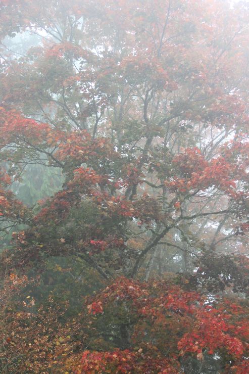 Maple in Fog