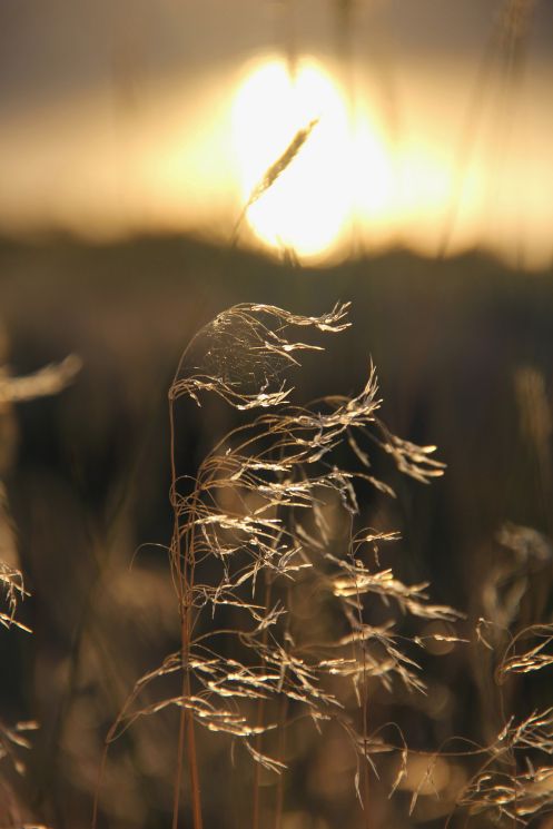 Sun Grass