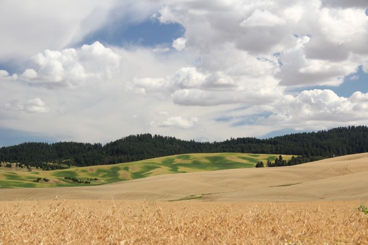 Pea Harvest on the Palouse