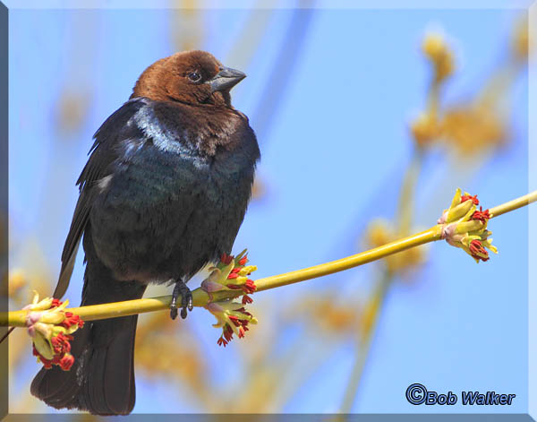 Brown-headed Cowbird Out On A Limb 