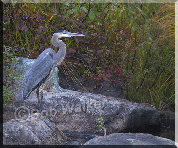 Algonquin Blue Heron Continues To Watch