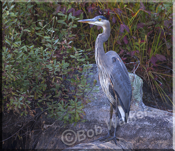An Algonquin Blue Heron