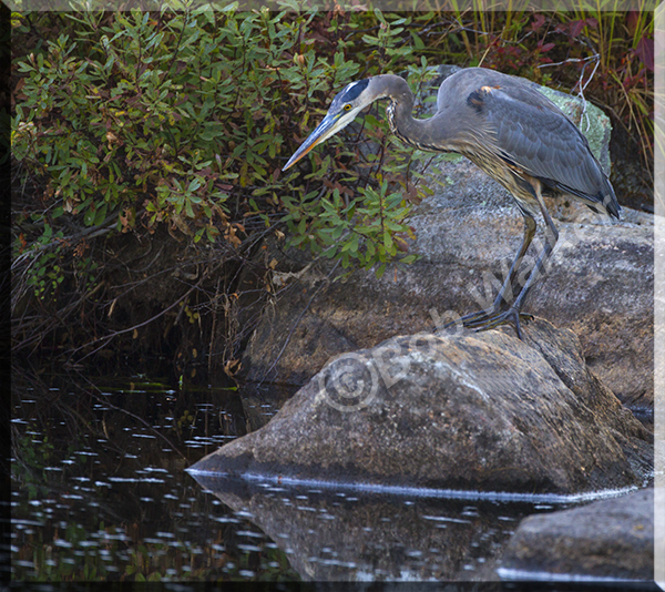 Algonquin Blue Heron Thinks It Has Something