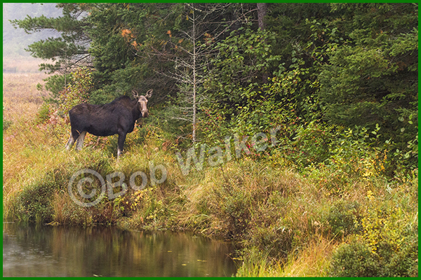 Yearling Cow Moose In Her Environment