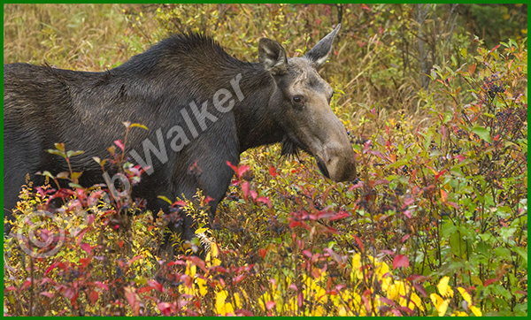 Yearling Cow Moose In Its Environment #3 