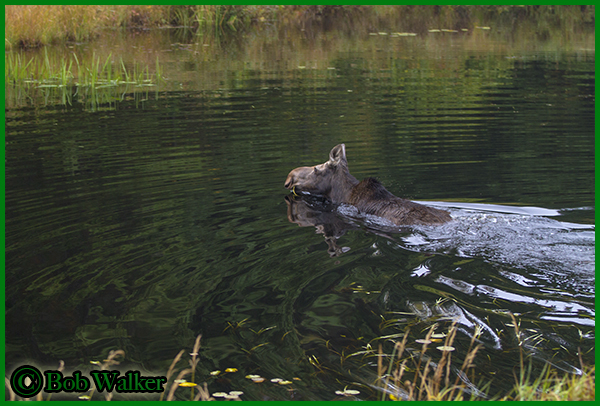 Yearling Cow Swimming Across Creek 