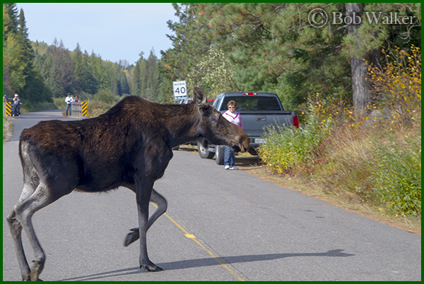 Our Yearling Cow Moose Crossing The Road 