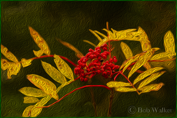 Artiastic Rendering of Winterberries