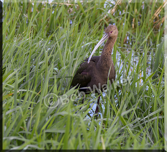 White-faced Ibis Foraging 